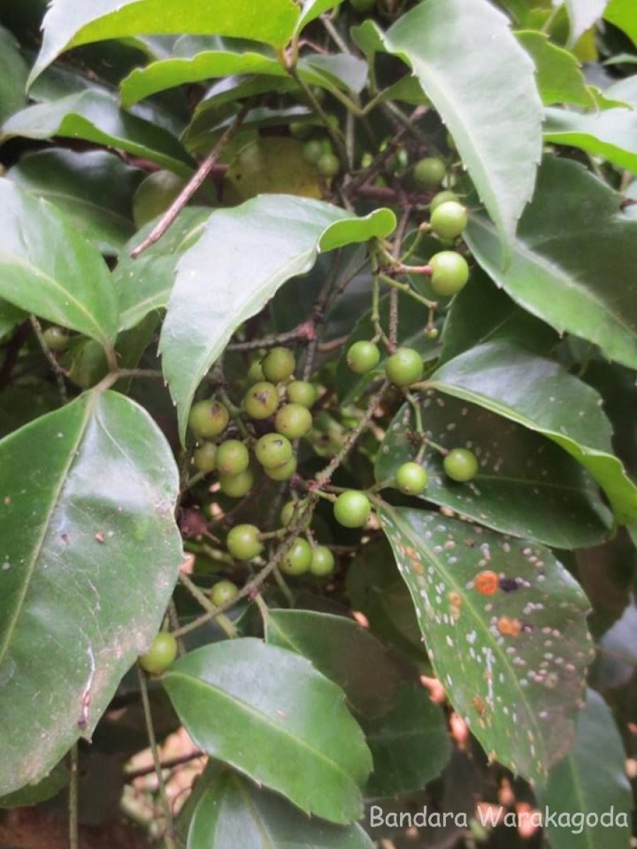 Tetrastigma nilagiricum (Miq.) B.V.Shetty